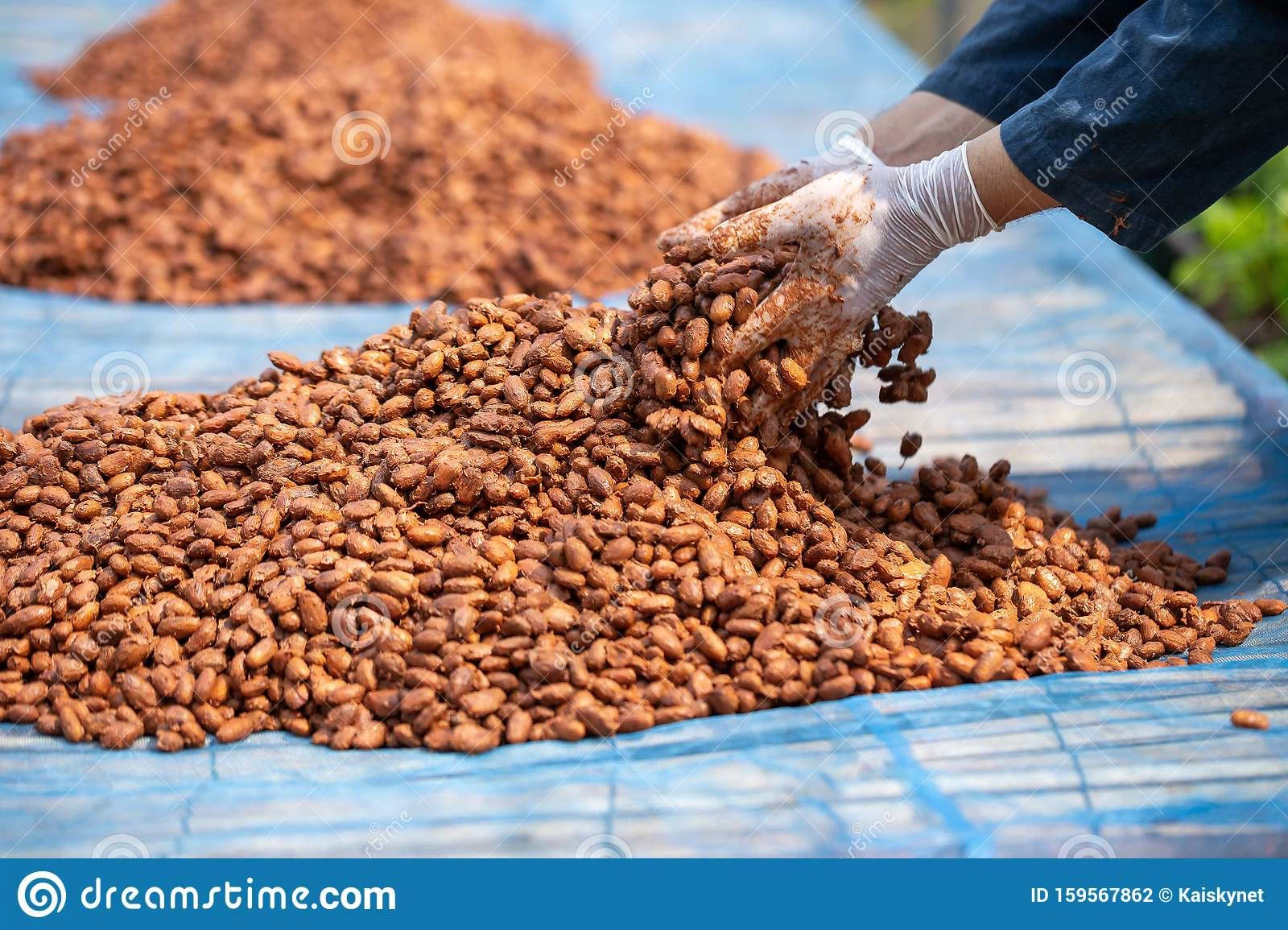 cocoa drying process cocoa drying process